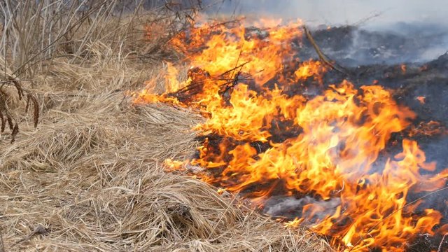 Dangerous wild fire in nature, burns dry grass. Burnt black grass in a forest glade