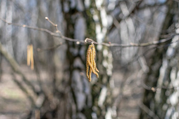  A branch of a tree with last year's inflorescences against the background of birches in the spring forest