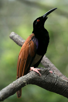 Bird perched on a branch, Indonesia