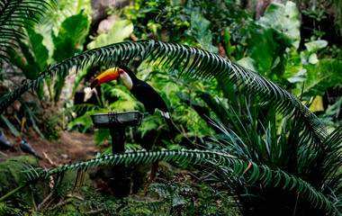 Toco toucan