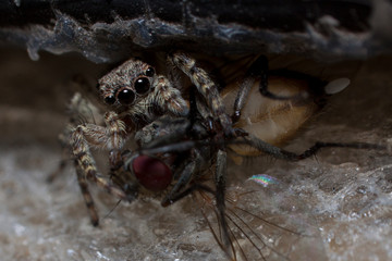insecto