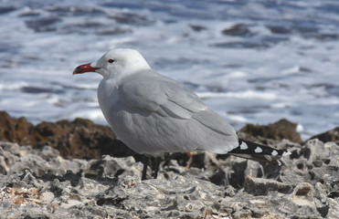 Seagull