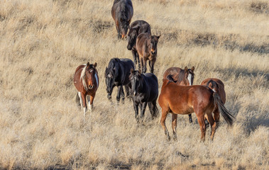 Wild Horses in Utah in Winter