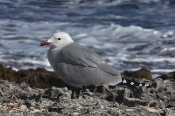 Seagull