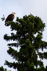 Bald Eagle perched atop a tree at Duck Mountain Provincial Park, Manitoba, Canada