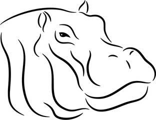 Hippopotamus