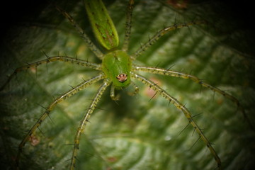 insecto