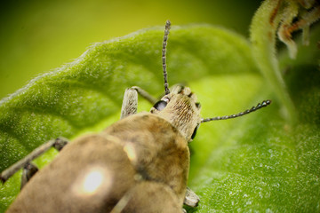 insecto