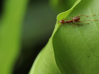 Red Ants are Building Nest. 