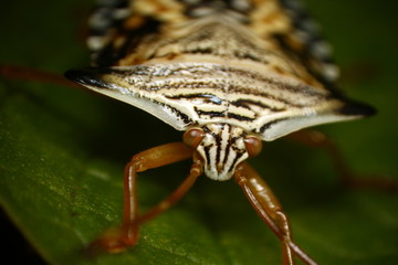 insecto
