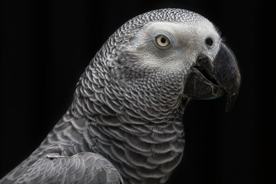 Portrait of a parrot