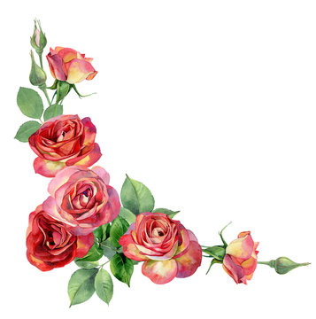Corner of watercolor, yellow-red roses on a white background. For greetings, invitations, weddings, birthdays