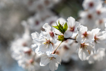 sakura in japan