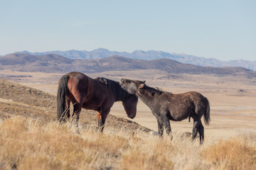 Fototapeta na wymiar Wild Horses in Utah in Winter