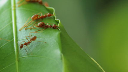 Red Ants are Building Nest. 