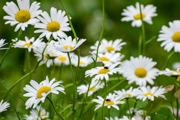 Wild daisies with flies growing in Duck Mountain Provincial Park