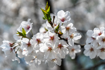 Naklejka premium sakura in park