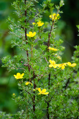 flowers in the forest