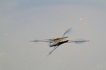 Water strider looking for a prey on a lake surface in summer time
