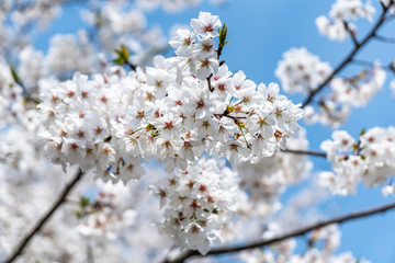 sakura in japan