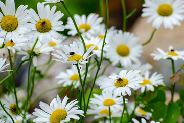 Wild daisies with flies growing in Duck Mountain Provincial Park