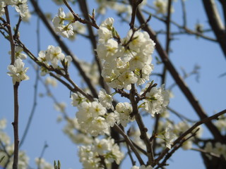 Liguria, Italy – 03/31/2019: Beautiful caption of the cherry tree and other different fruit plants with first amzing spring flowers in the village and an incredible blue sky in the background. 