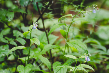 flowers in the forest