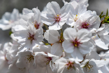 Fototapeta na wymiar sakura in park