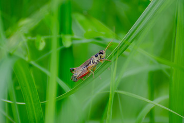 close up of a grasshopper perched on a blade of grass