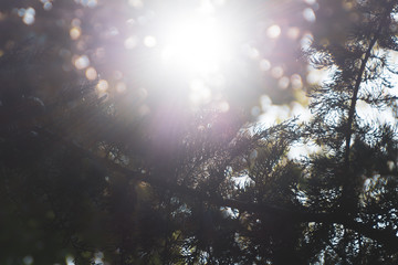 Sole sulla natura