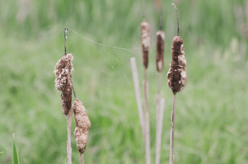 cattails in the wind
