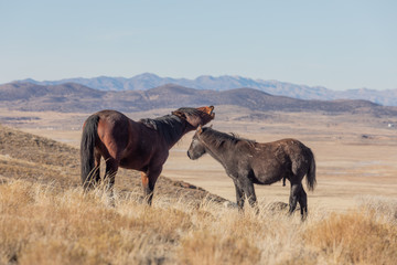 Wild Horses in Utah in Winter
