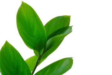 Close up water plant leaves on white isolated background for green foliage backdrop