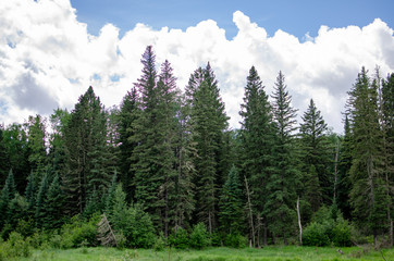 Fototapeta na wymiar pine forest in the mountains