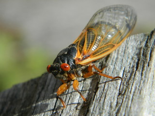 Cicada