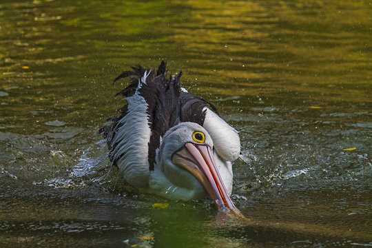 Pelican splashing in a lake, Indonesia