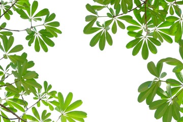 Tropical tree leaves with branches top view on white isolated background for green foliage backdrop 