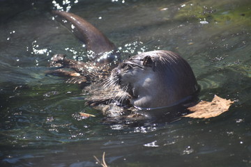 Otter Swims in Pond
