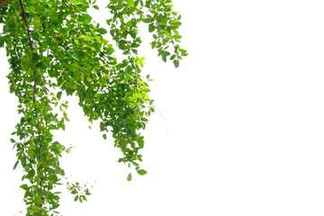 Naklejka premium Tropical tree leaves with branches on white isolated background for green foliage backdrop 