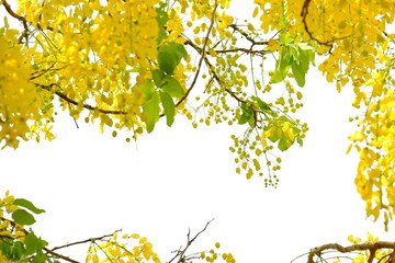 A bouquet of sweet yellow cassia flower blossom with leaves branches on white isolated background 
