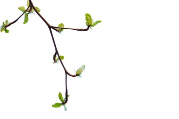 Young Indian almond tree leaves with branches on white isolated background for green foliage backdrop