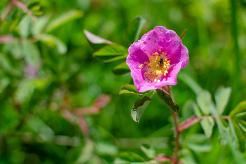 Obraz premium Wild rose growing in Duck Mountain Provincial Park