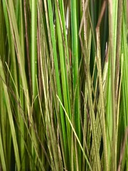 Green grass. Great background for design