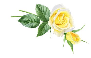Watercolor bouquet of yellow roses flowers, buds, leaves. Floral logo. Frame for cards.
