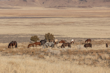 Fototapeta na wymiar Wild Horses in Utah in Winter