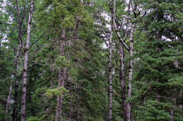 Obraz premium Trees in Manitoba
