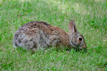 Rabbit foraging in grass