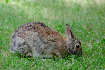 Rabbit foraging in grass