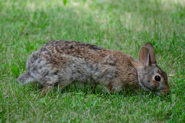 Rabbit foraging in grass