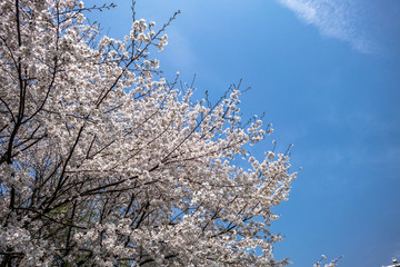 sakura in park